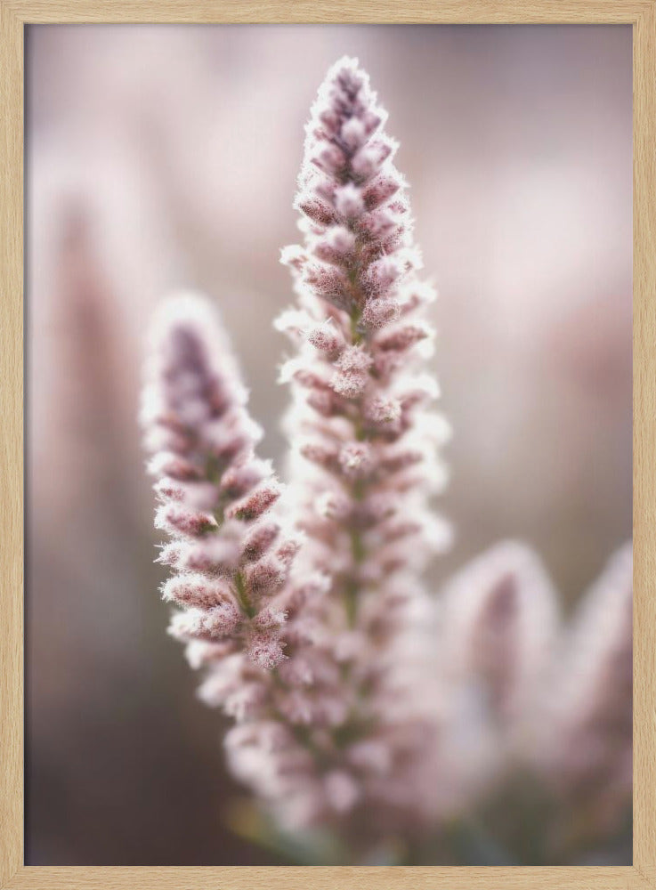 Soft Blossom Hues | Poster