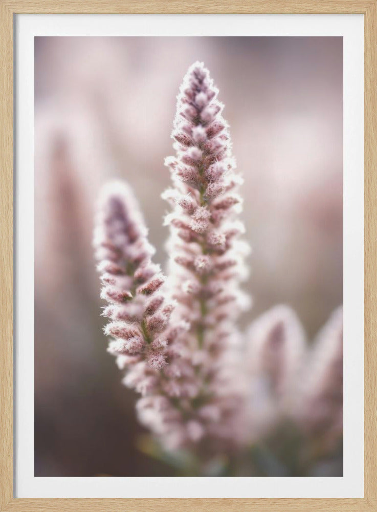 Soft Blossom Hues | Poster