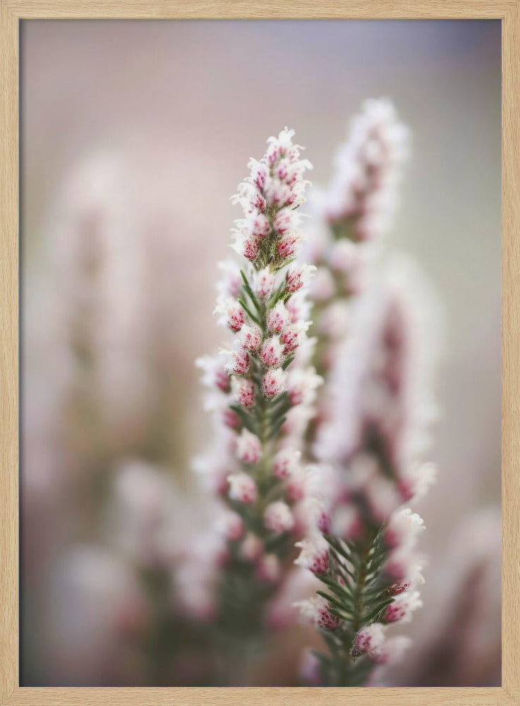 Whispers of Heather | Poster