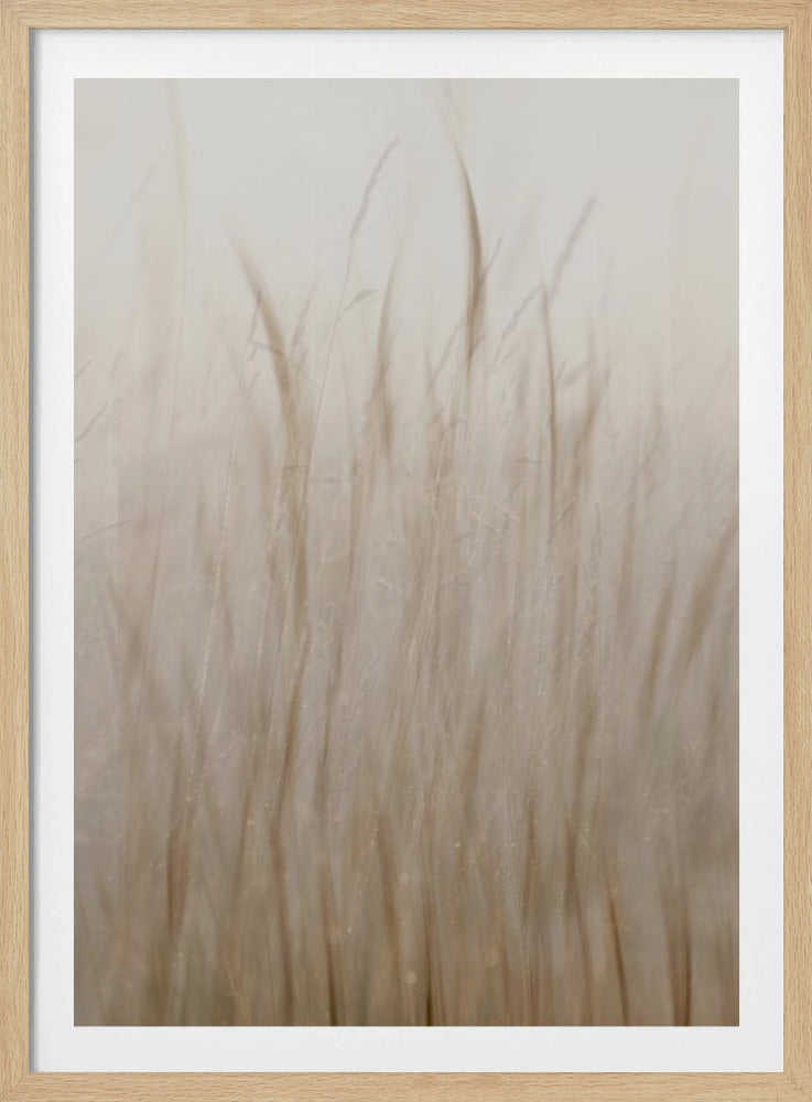 Meadow grass | Poster