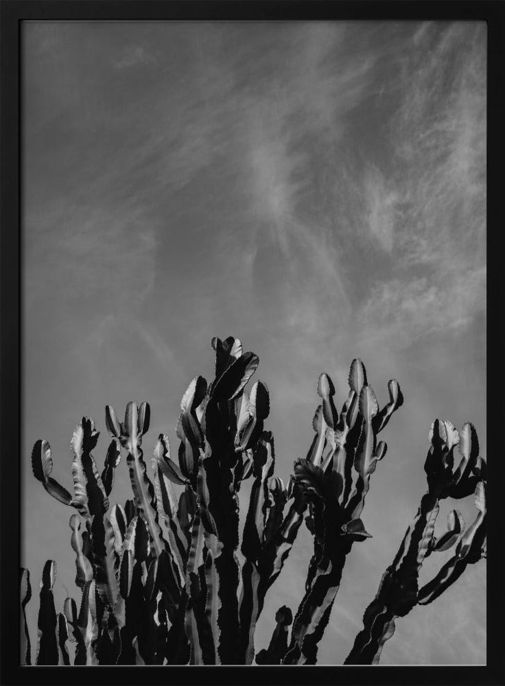 Monochrome Cactus Sky | Poster