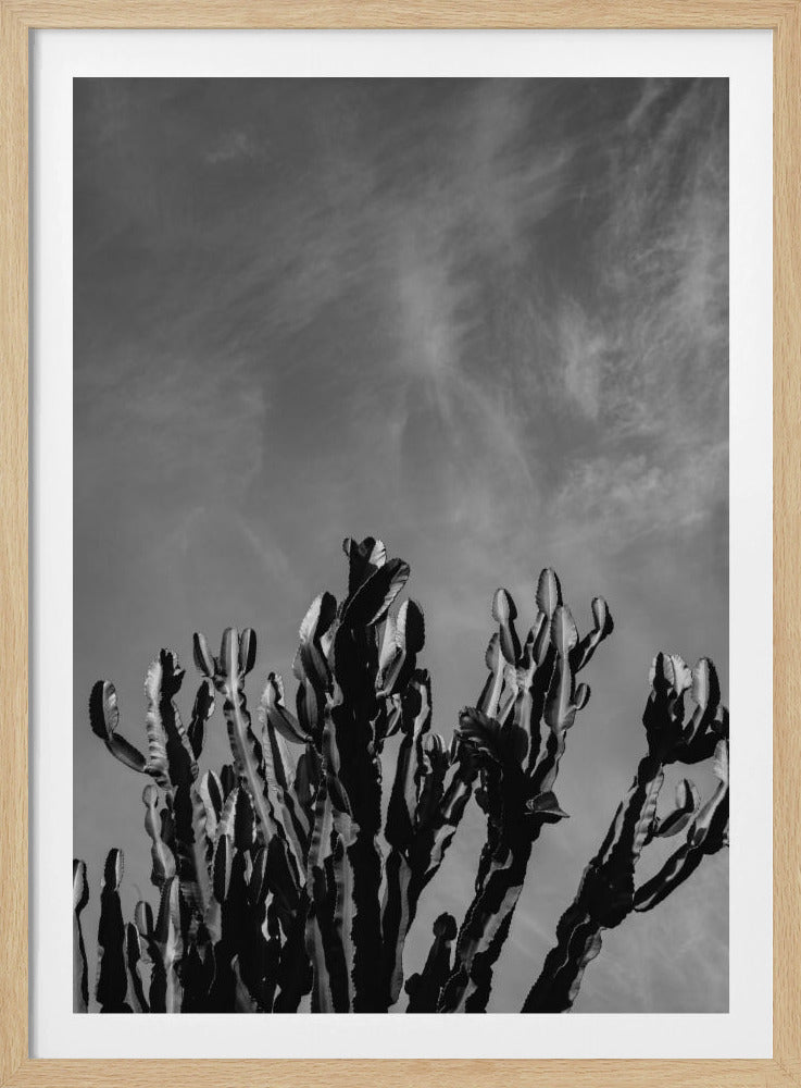 Monochrome Cactus Sky | Poster