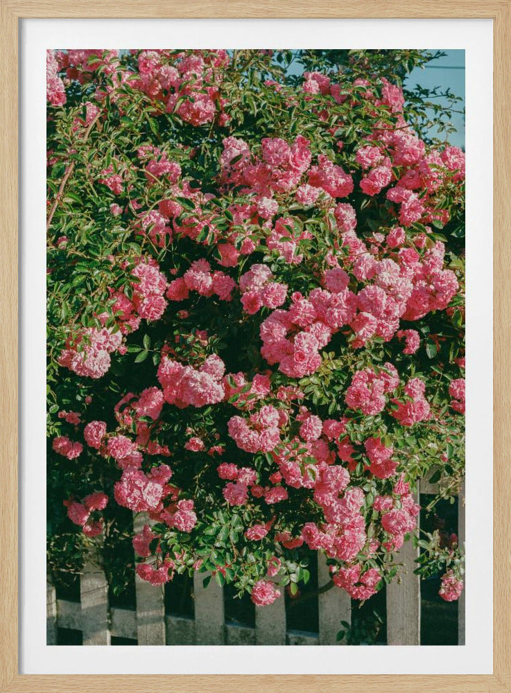 Cannon Beach Blooms | Poster