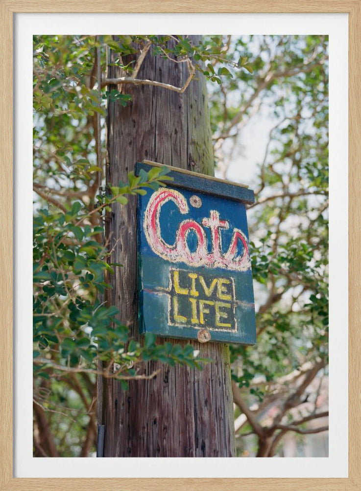 New Orleans Cats | Poster