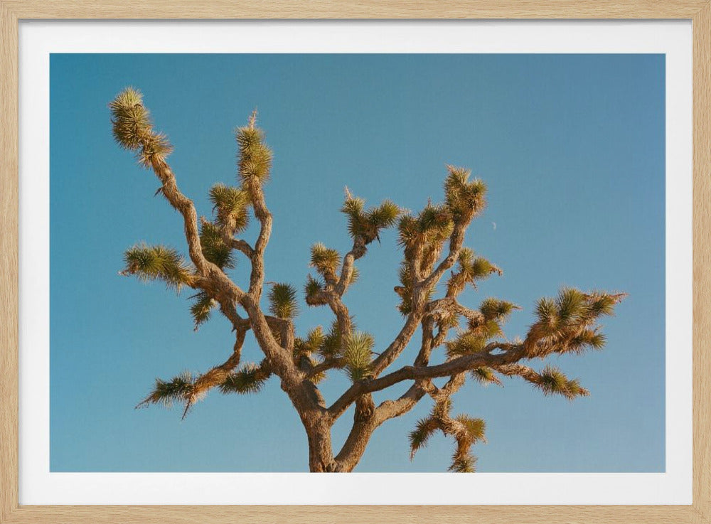 Joshua Tree Moon III | Poster