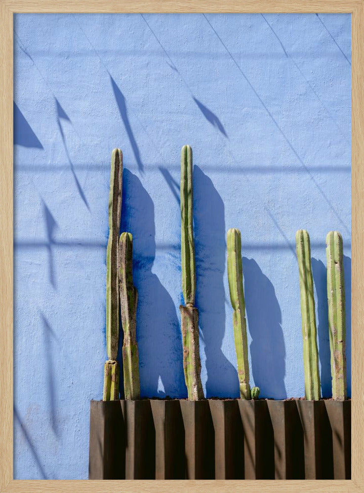 Tall Cacti | Oaxaca Mexico travel photography | Poster
