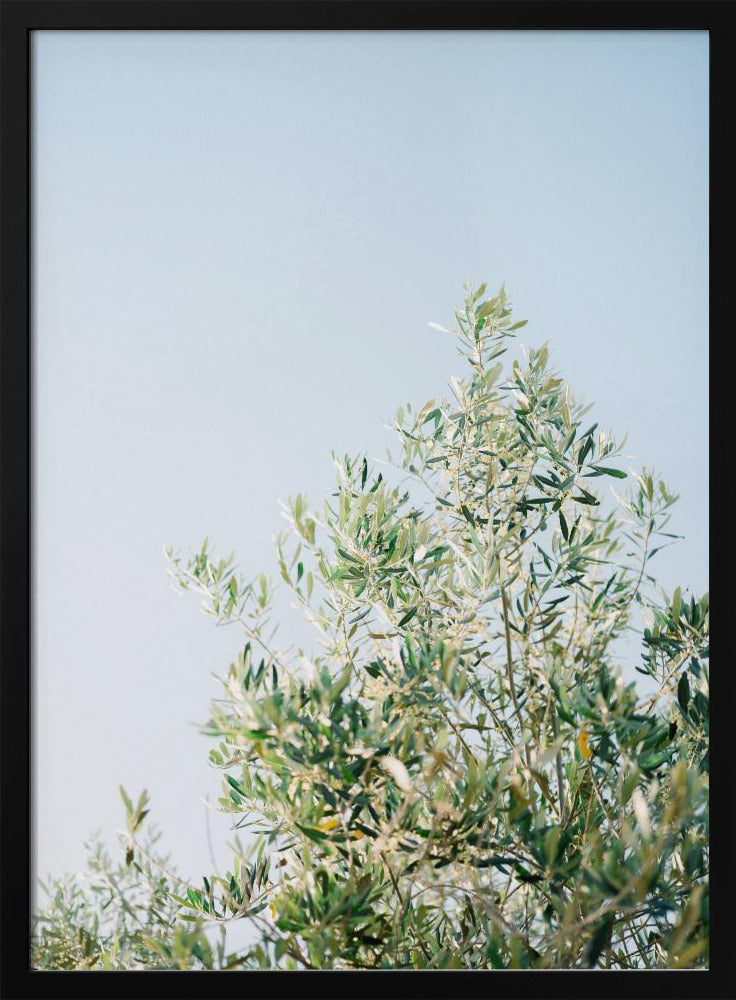 Olives In Ostuni | Italy Travel Photography | Poster
