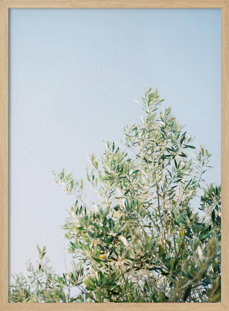 Olives In Ostuni | Italy Travel Photography | Poster