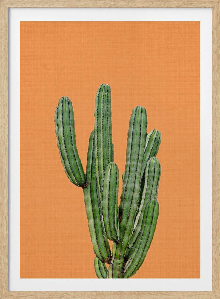 Orange Cactus | Poster