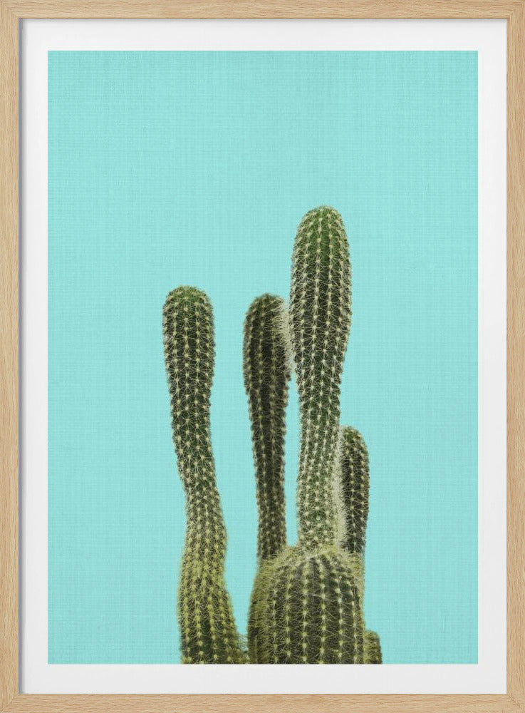 Turquoise Cactus | Poster