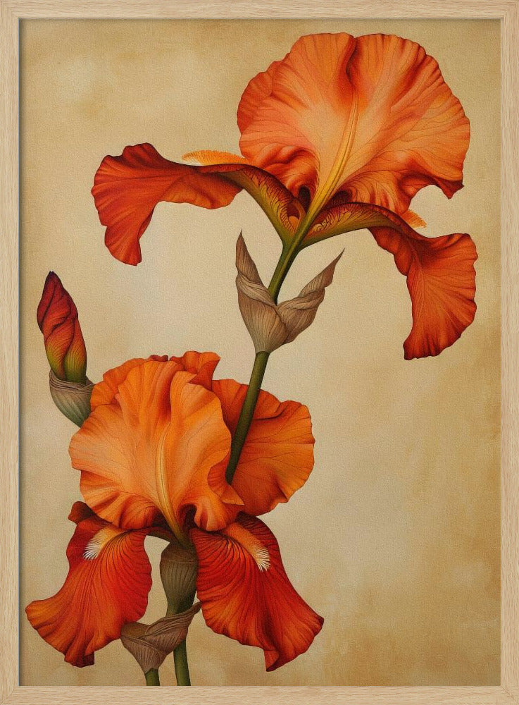 Poster Canvas Sng Iris 36 | Poster