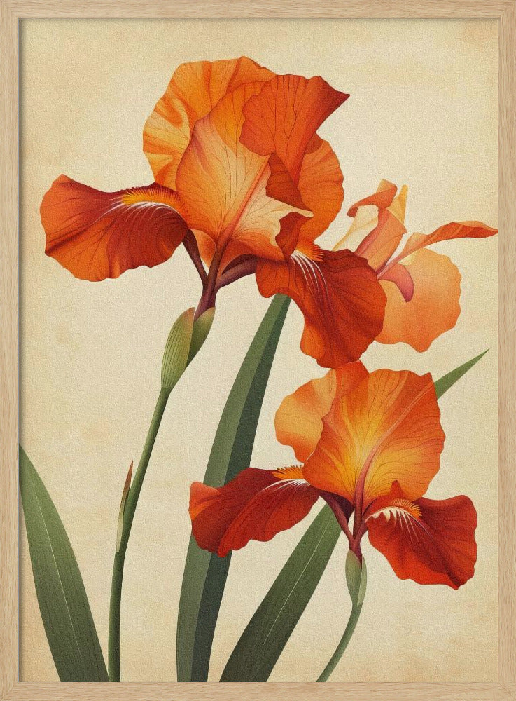 Poster Canvas Sng Iris 37 | Poster