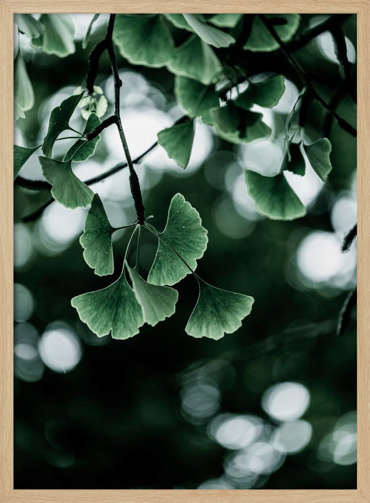 Ginko 1 | Poster