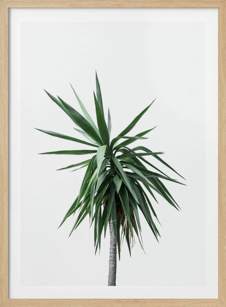 Palm Trees 11 | Poster