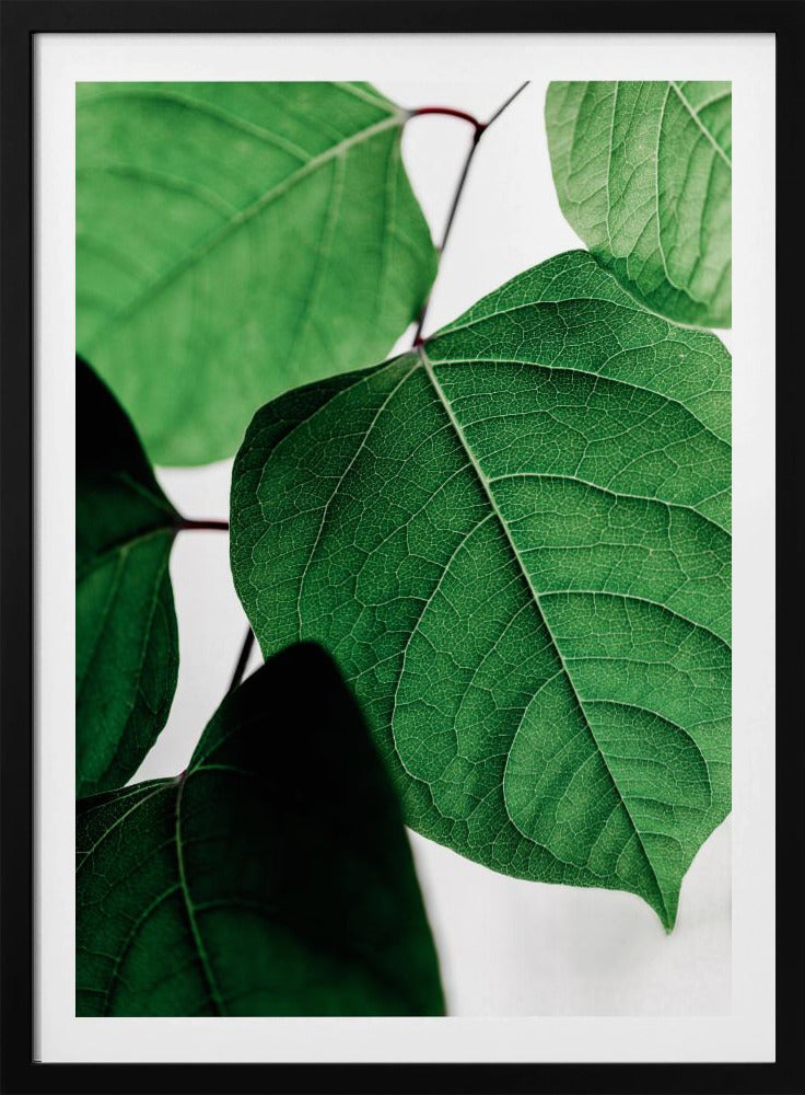 Summer Branches 2 | Poster