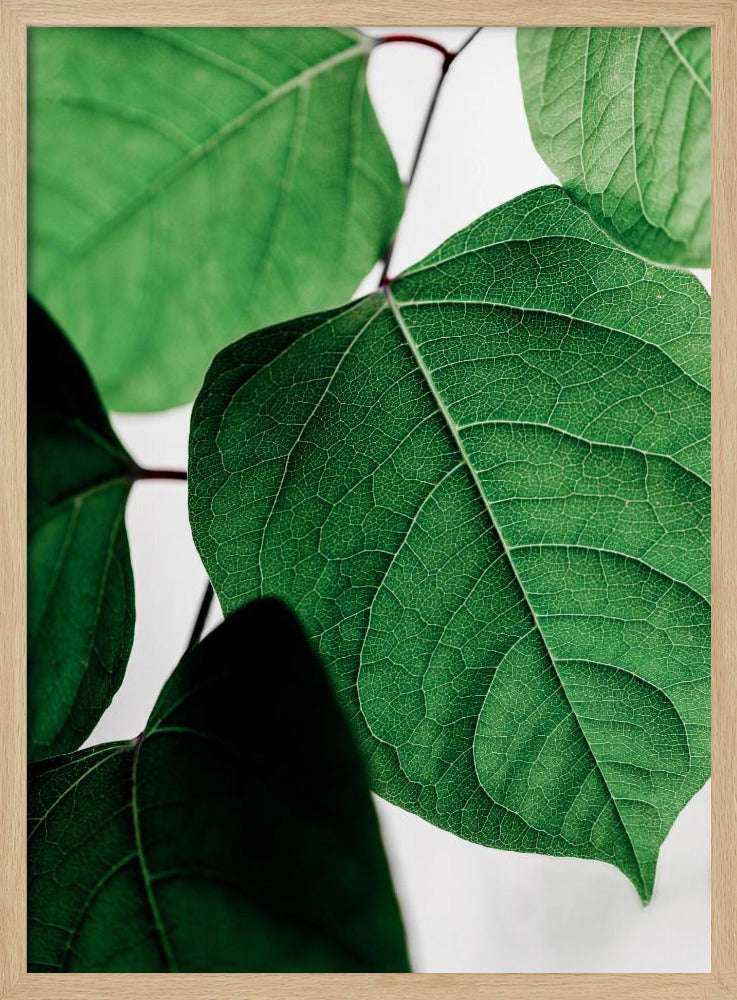 Summer Branches 2 | Poster