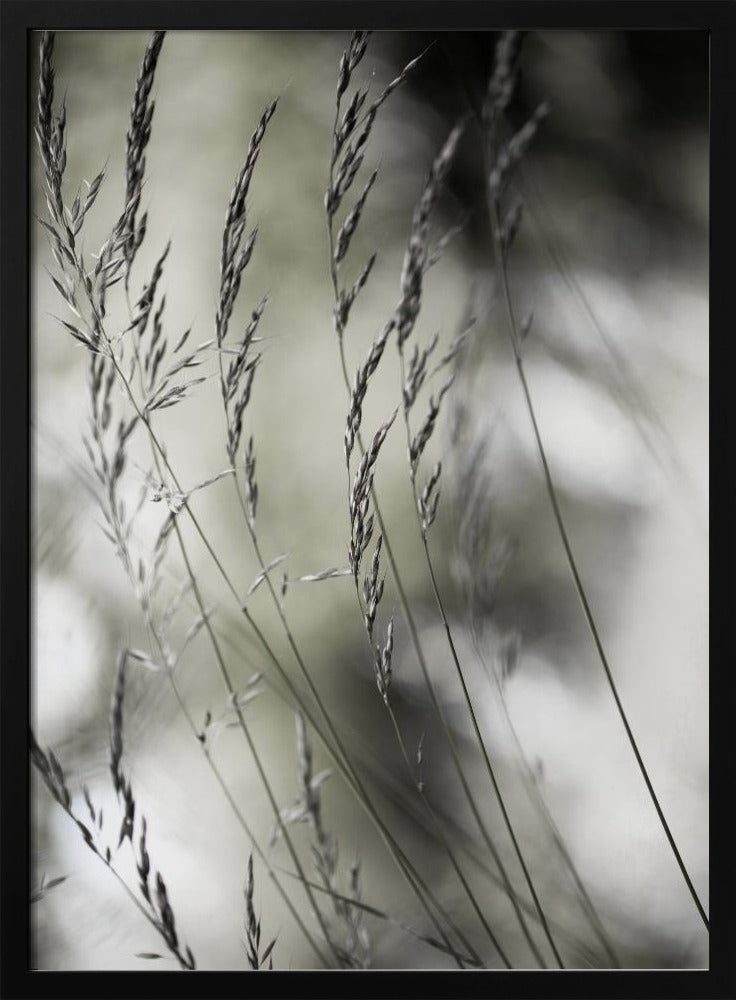 Summer Grass 1 | Poster