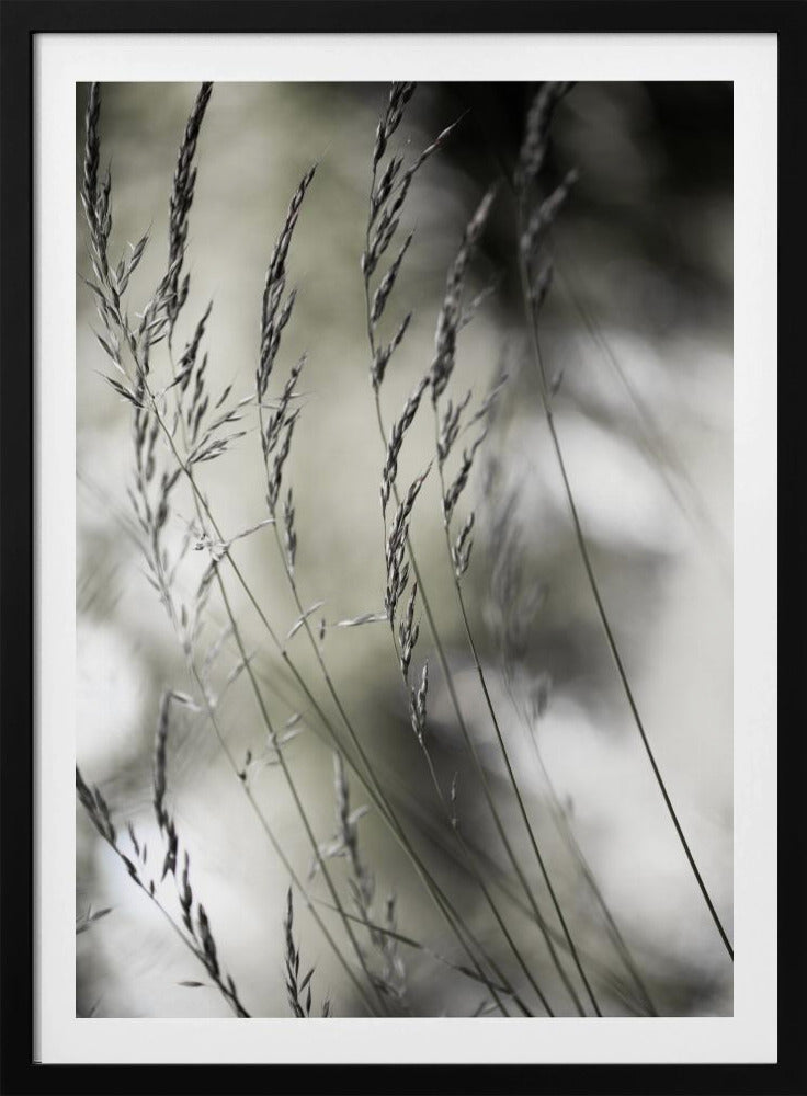 Summer Grass 1 | Poster