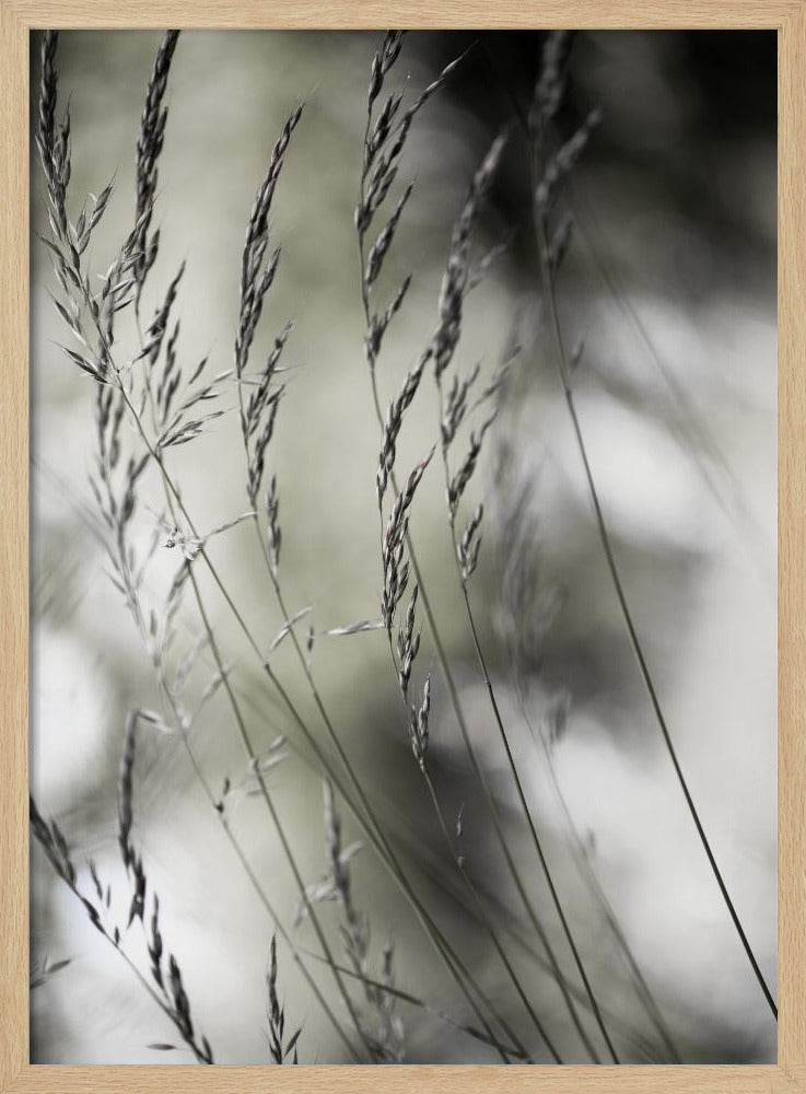 Summer Grass 1 | Poster