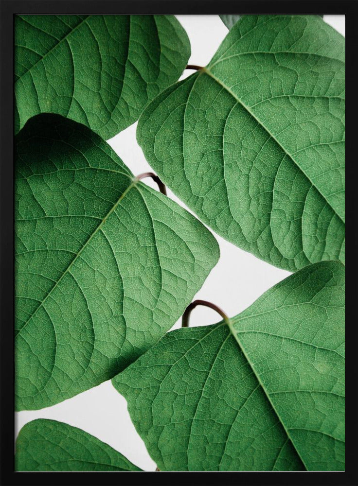 Summer Branches | Poster