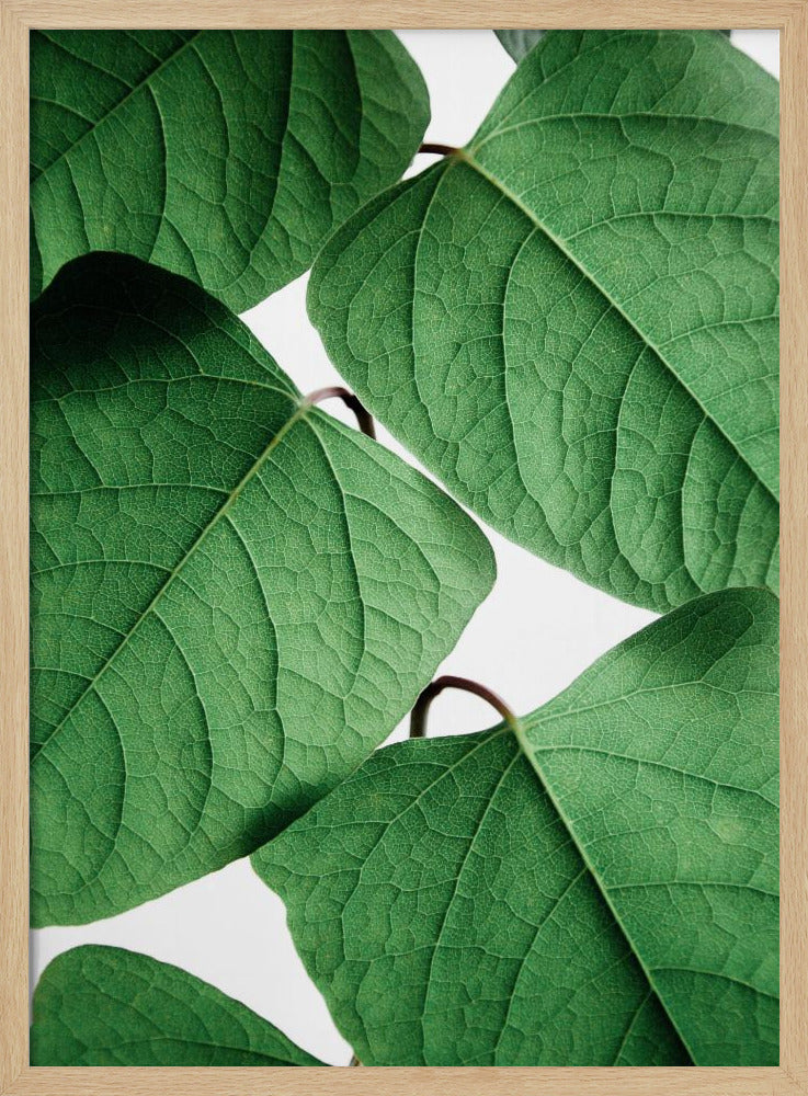 Summer Branches | Poster