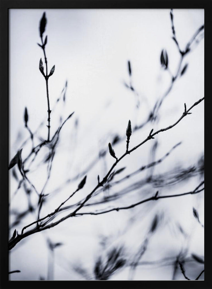 Winter Branches 2 | Poster