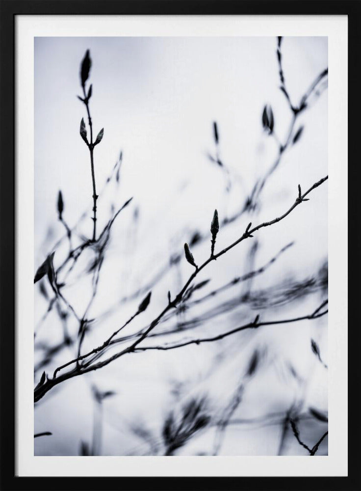Winter Branches 2 | Poster