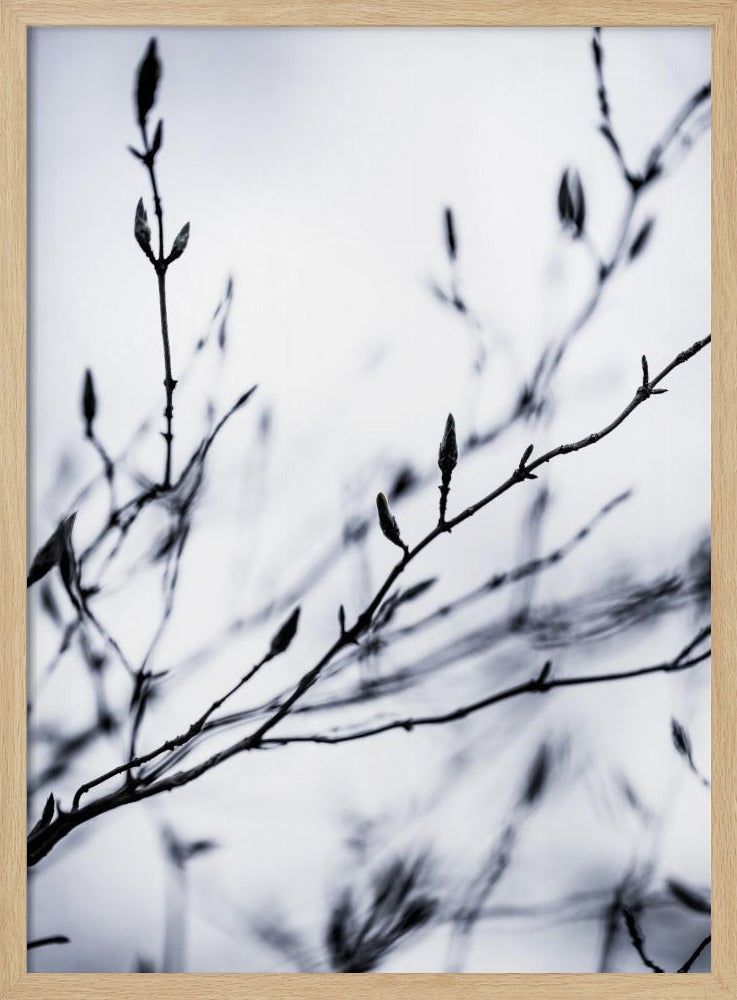 Winter Branches 2 | Poster