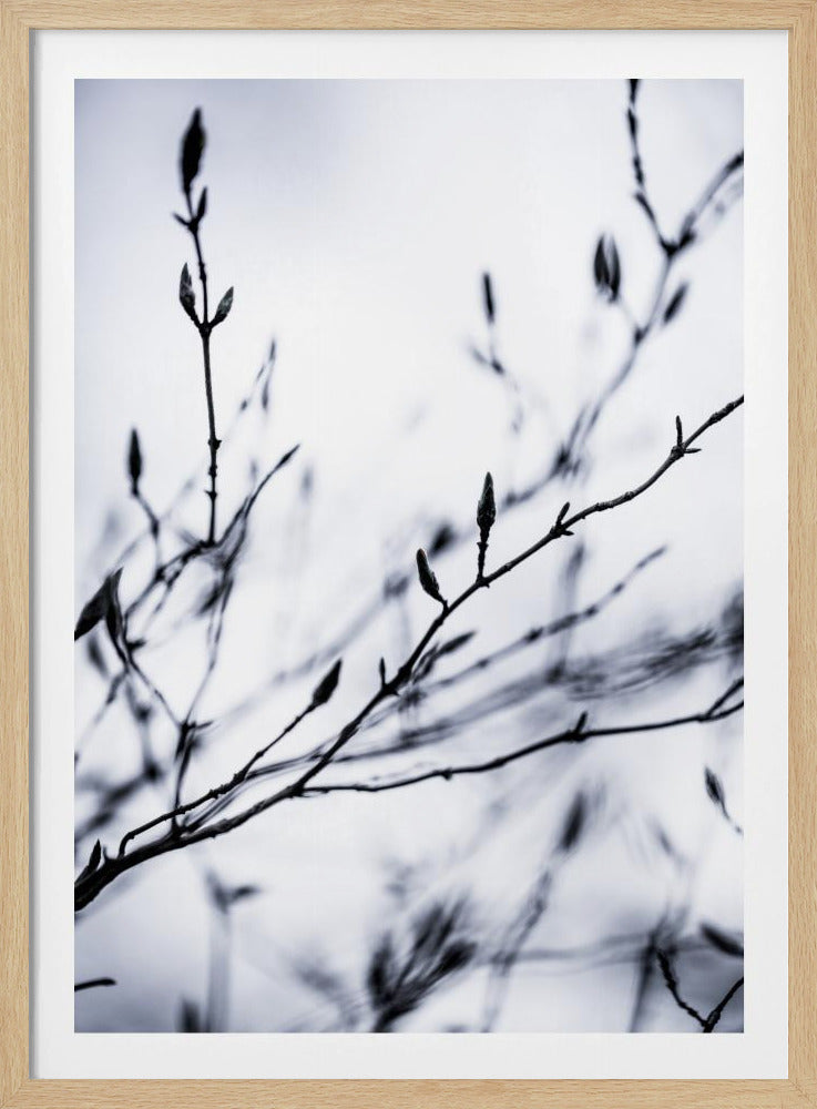 Winter Branches 2 | Poster