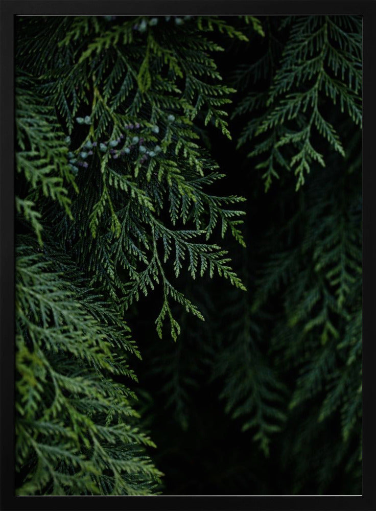 Winter Branches 3 | Poster