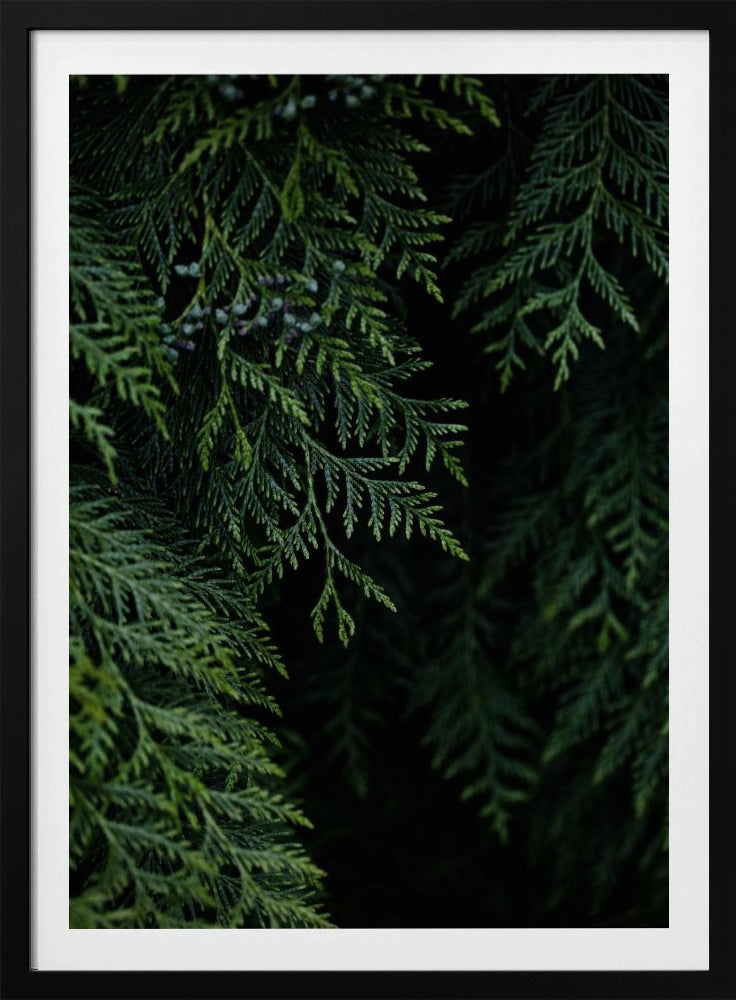 Winter Branches 3 | Poster