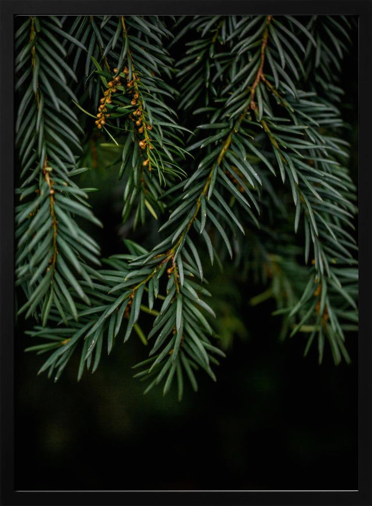 Winter Branches 7 | Poster