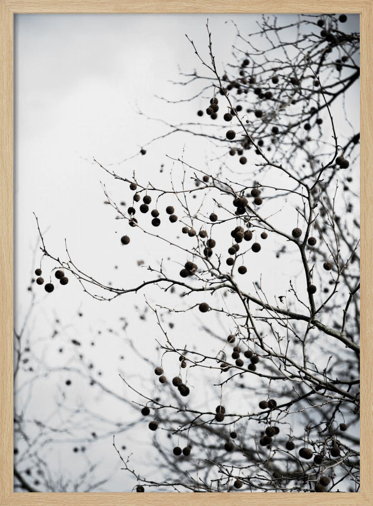 Winter Silhouettes 6 | Poster