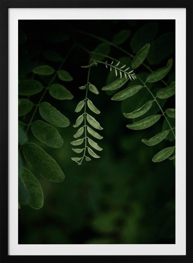 Dark Leaves 17 | Poster