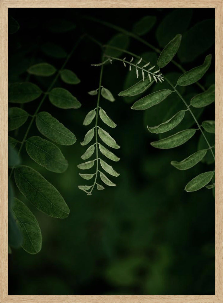 Dark Leaves 17 | Poster