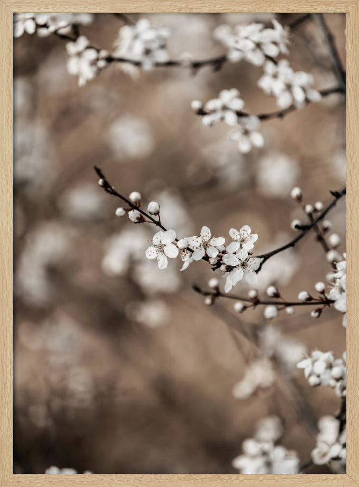 Last Spring 1 | Poster