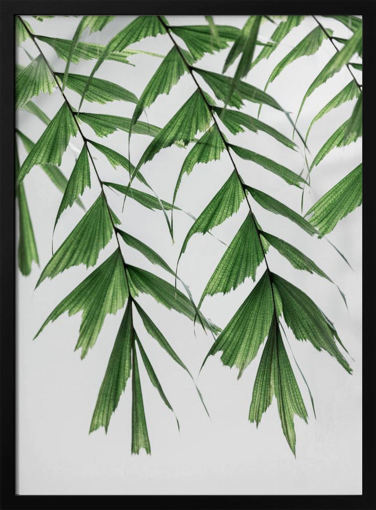 Summer Branches 3 | Poster