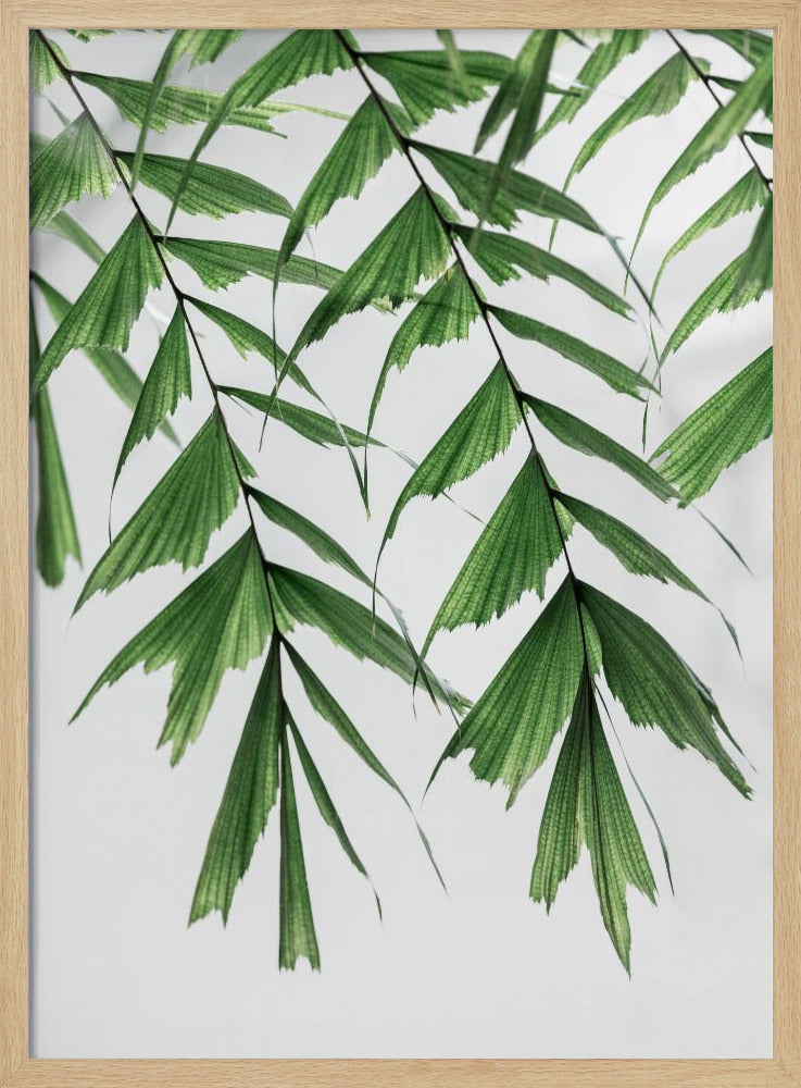 Summer Branches 3 | Poster