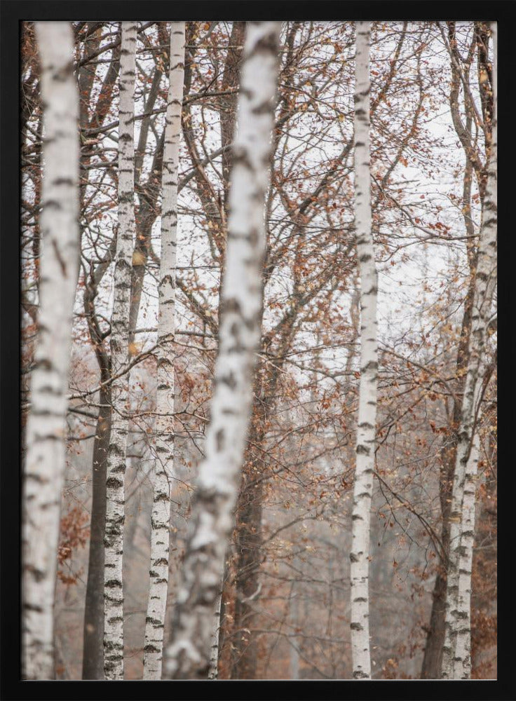 Birch Trees 6 | Poster