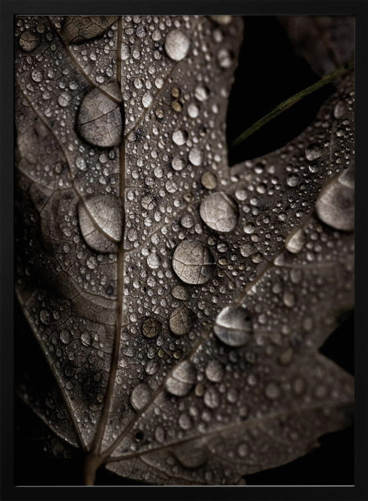 Rainy Fall | Poster
