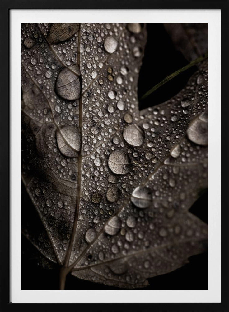 Rainy Fall | Poster