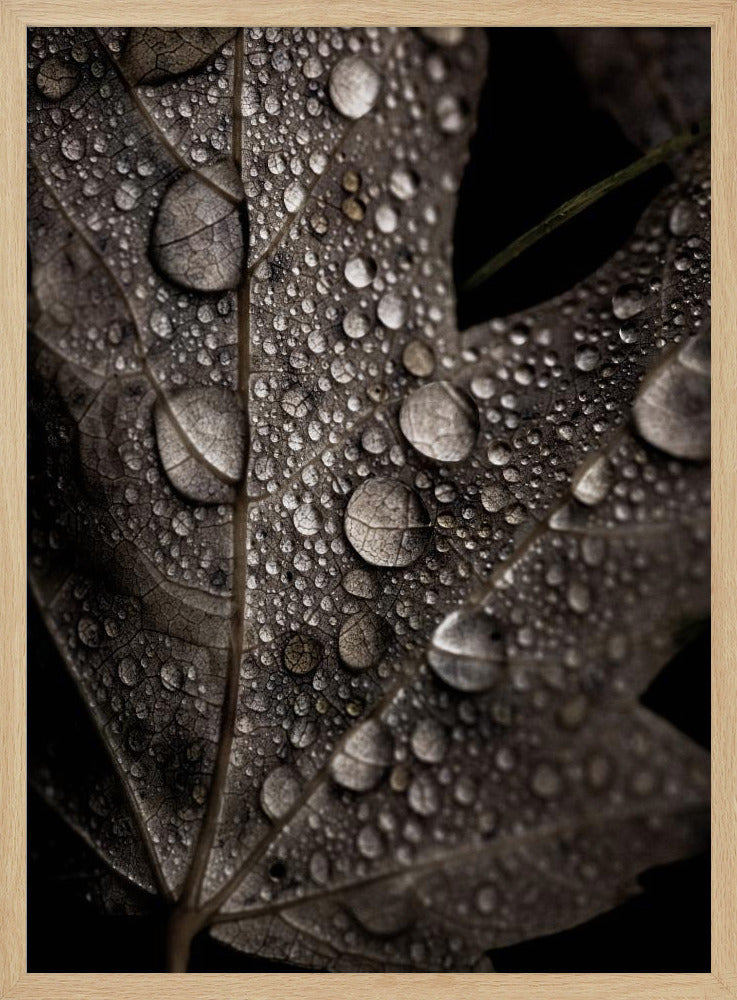 Rainy Fall | Poster