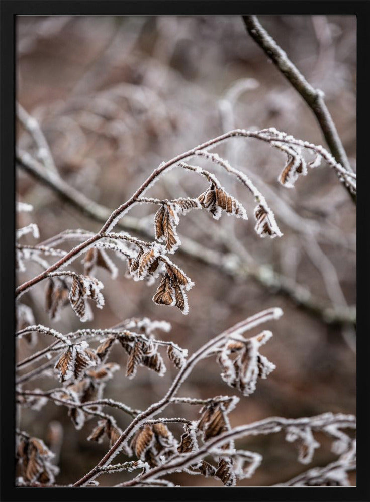 Winter Branches 18 | Poster