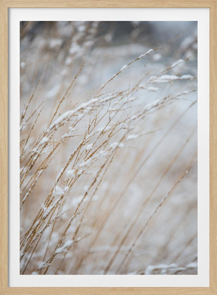 Winter Grass | Poster