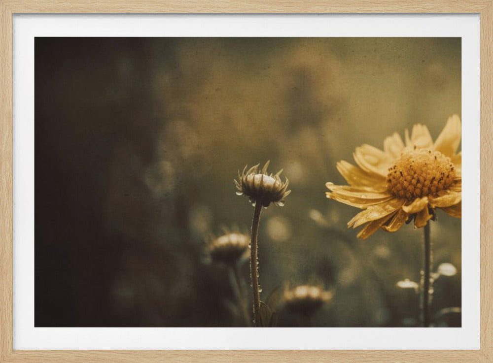 Golden Whisper | Poster