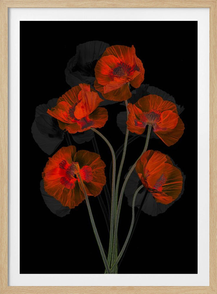 Glaceful Red Poppy | Poster