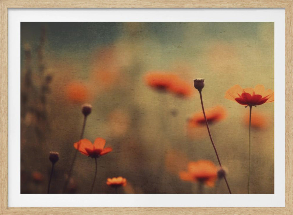 Whispering Poppies | Poster