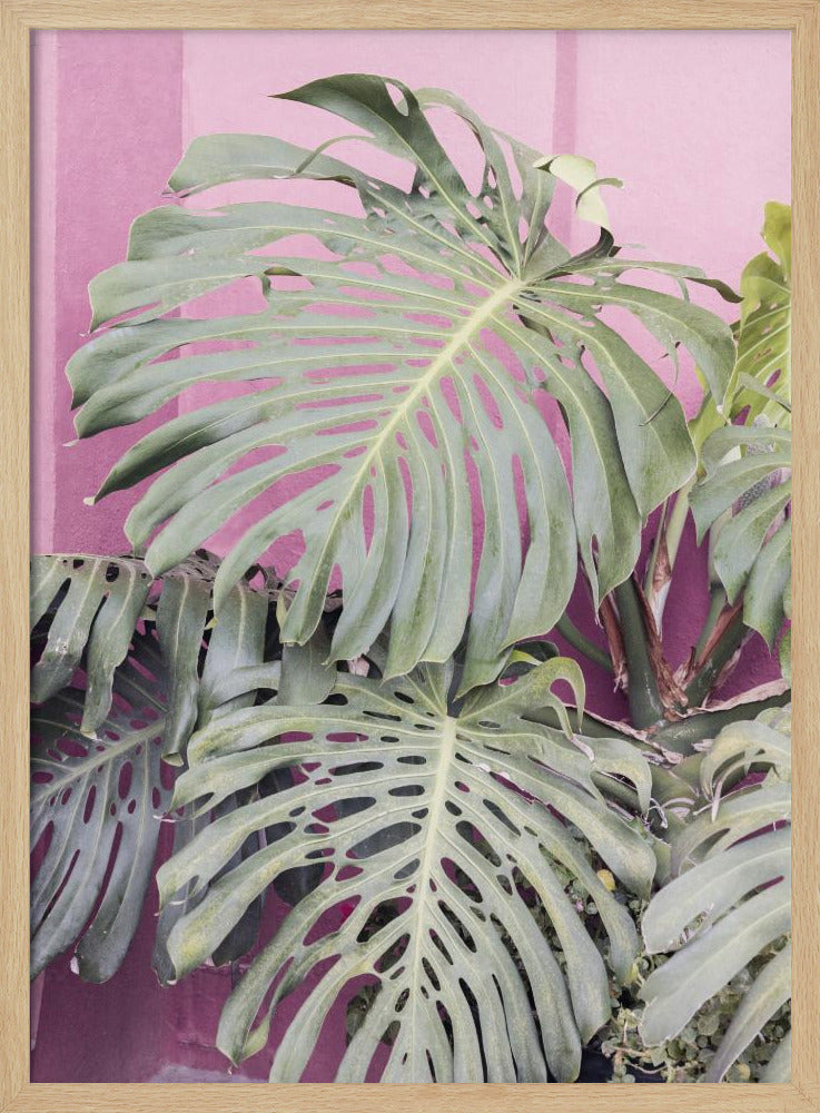 Monstera leaf La Muralla | Poster