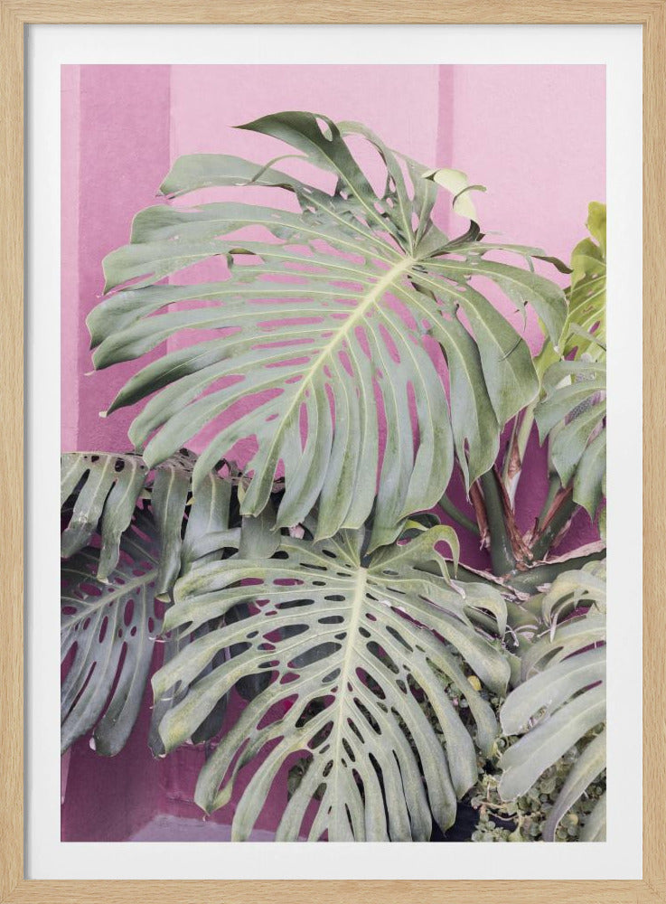 Monstera leaf La Muralla | Poster