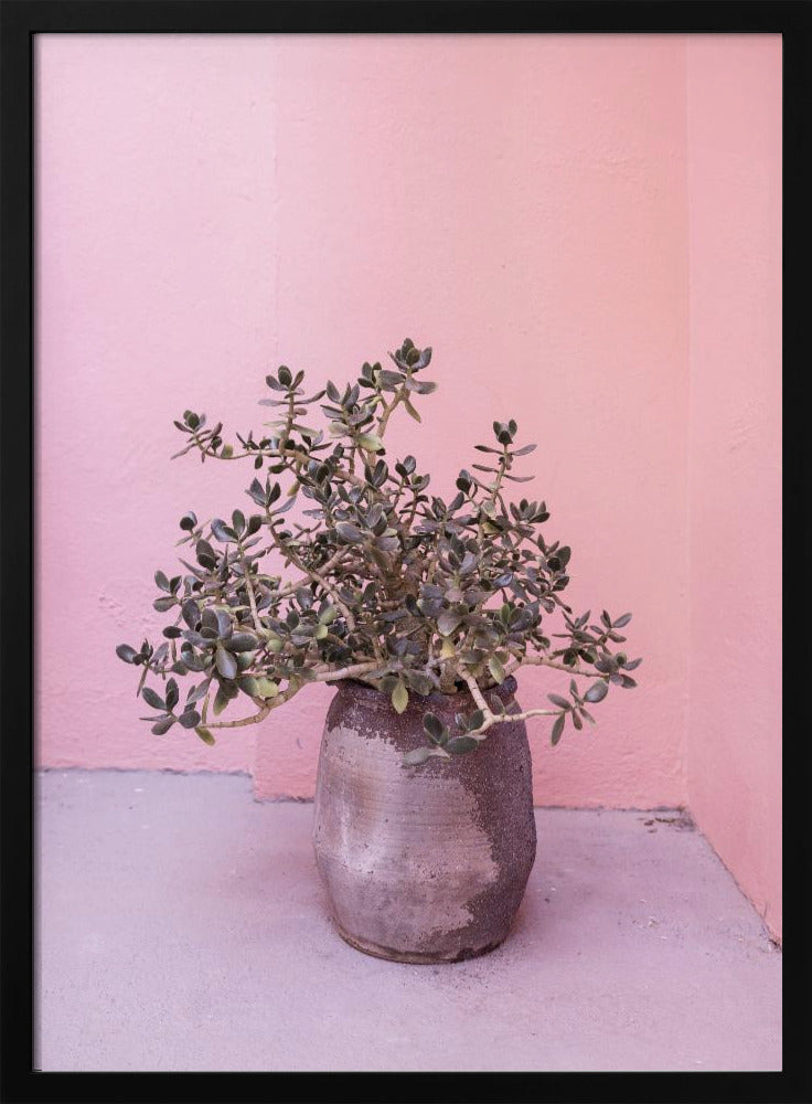 Spanish Rustic Succulent | Poster